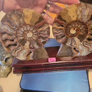 Ammonite Pair in Wooden Stand A1