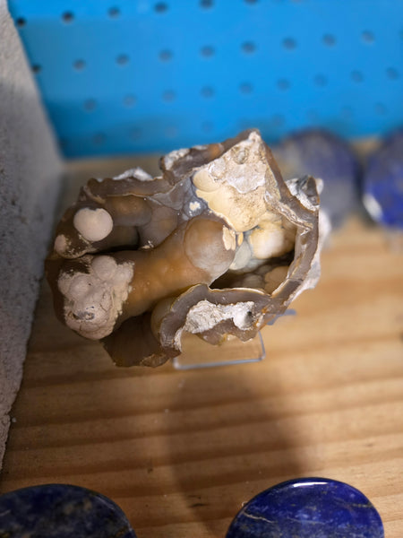 Fossil Agatized Coral 🪸- Floureses under UV light
