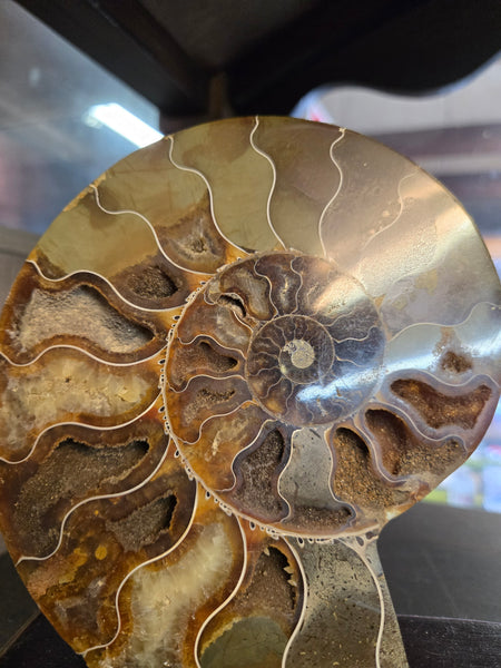 Ammonite Pair in Wooden Base
