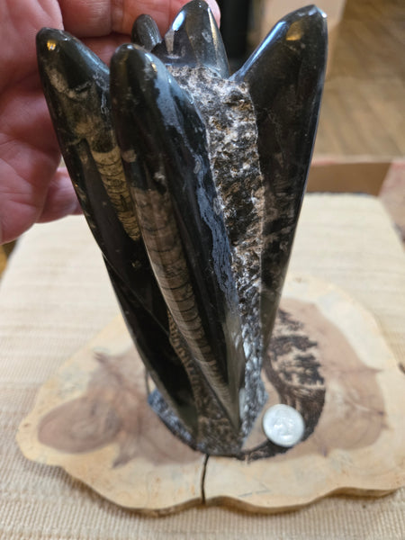 Orthoceras Freeform O3