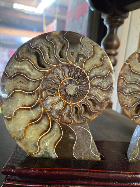 Ammonite Pair in Wooden Base