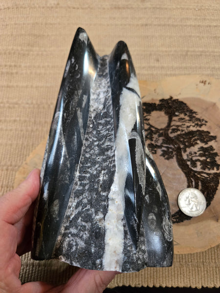 Orthoceras Freeform O7