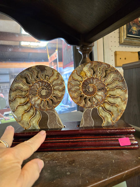 Ammonite Pair in Wooden Base