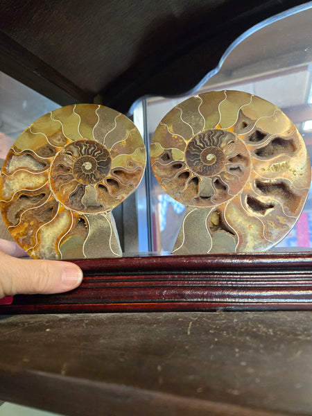 Ammonite Pair in Wooden Base