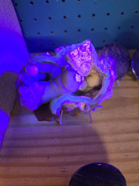 Fossil Agatized Coral 🪸- Floureses under UV light