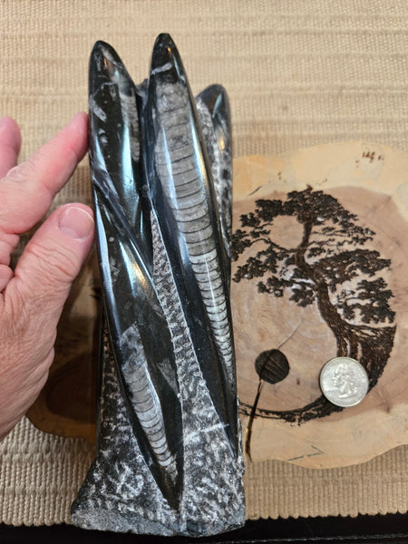 Orthoceras Freeform O3