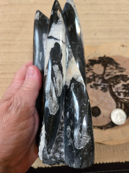 Orthoceras Freeform O7