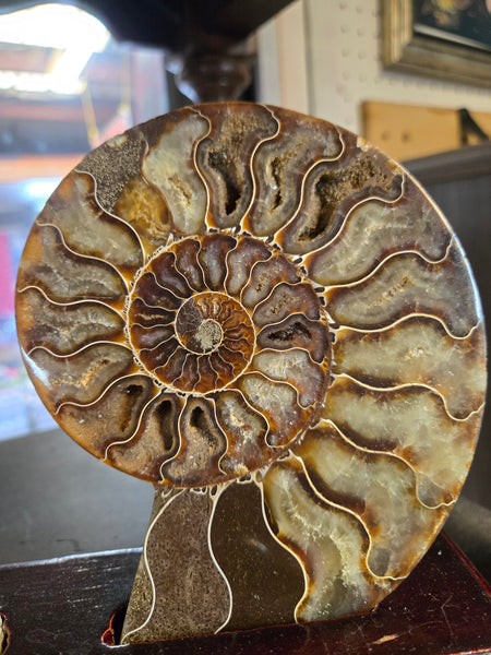 Ammonite Pair in Wooden Base