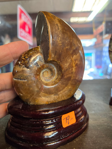Whole Ammonite in Wooden Base
