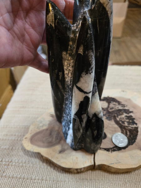 Orthoceras Freeform O7