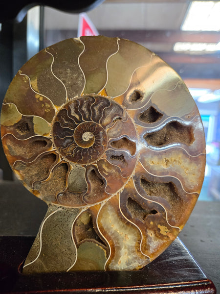 Ammonite Pair in Wooden Base