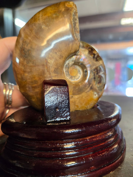 Whole Ammonite in Wooden Base