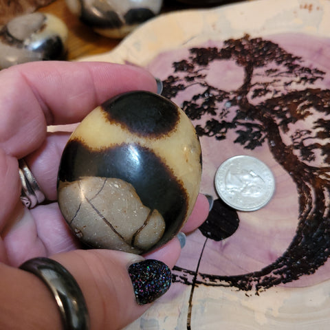 Septarian Palmstone S5